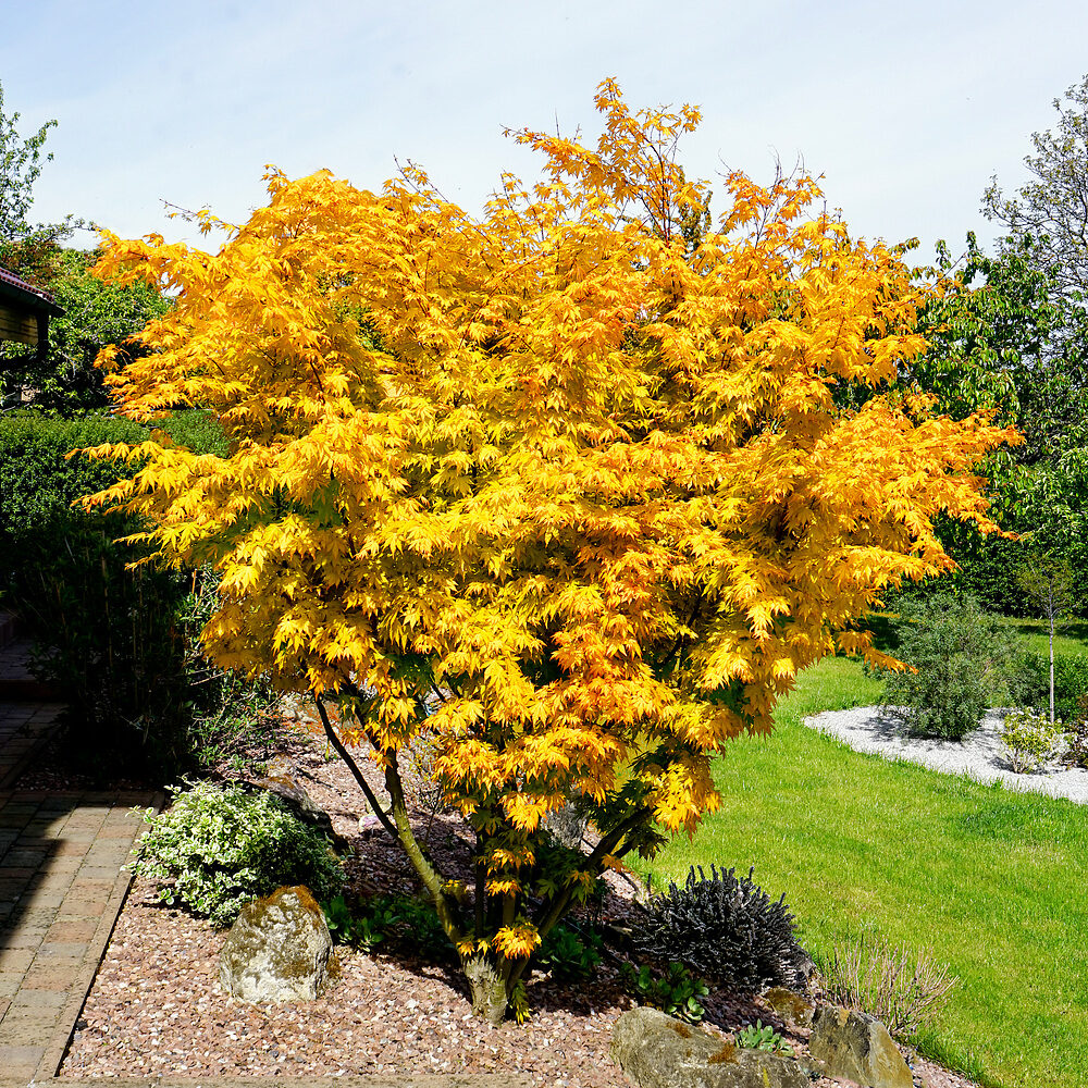 Japán juhar (Acer palmatum ‘orange dream’)