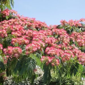 Ernyős koronájú selyemakác (Albizia Julibrissin ‘Ombrella’)