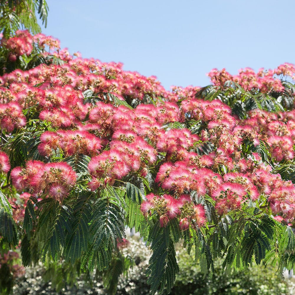 Ernyős koronájú selyemakác (Albizia Julibrissin ‘Ombrella’)