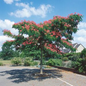 Ernyős koronájú selyemakác (Albizia Julibrissin ‘Ombrella’)
