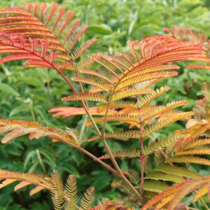 Rózsaszín virágú selyemakác (Albizia julibrissin ‘Evey’s Pride’)