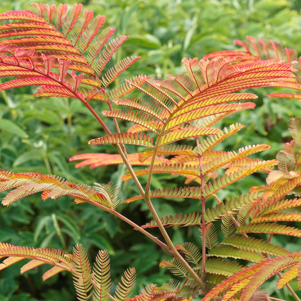 Rózsaszín virágú selyemakác (Albizia julibrissin ‘Evey’s Pride’)