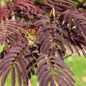 Csokoládélevelű selyemakác (Albizia julibrissin ‘Summer Chocolate’)