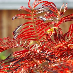 Csokoládélevelű selyemakác (Albizia julibrissin ‘Summer Chocolate’)
