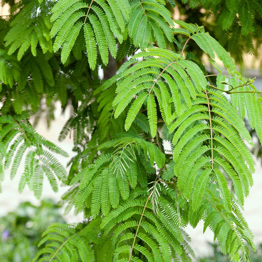 Perzsa selyemakác (Albizia julibrissin)