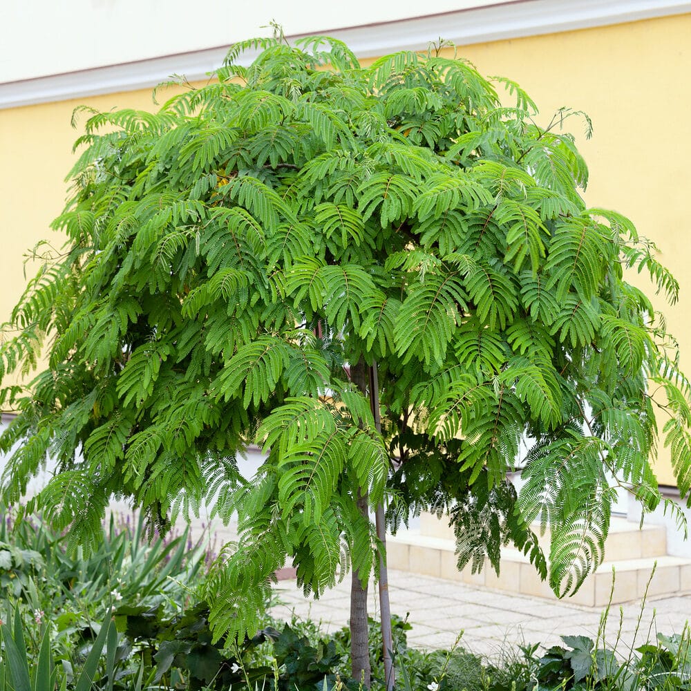 Perzsa selyemakác (Albizia julibrissin)