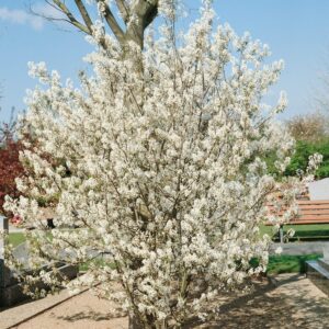 Rézvörös fanyarka (Amelanchier lamarckii)