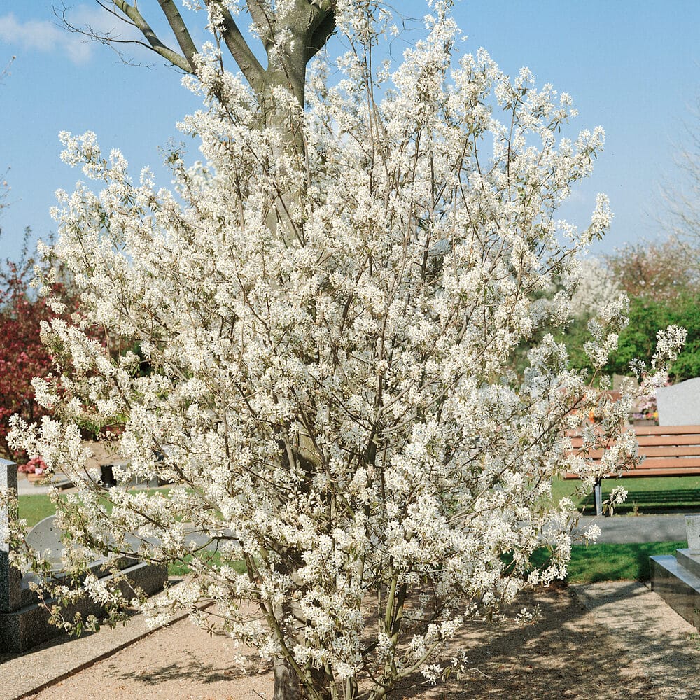 Rézvörös fanyarka (Amelanchier lamarckii)