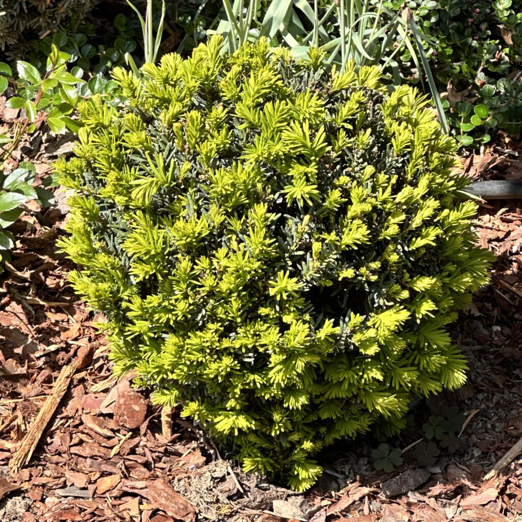 Aranytarka tiszafa (taxus baccata ‘goldstrike’)