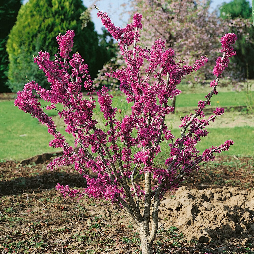 Kínai júdásfa (Cercis chinensis ‘Avondale’)