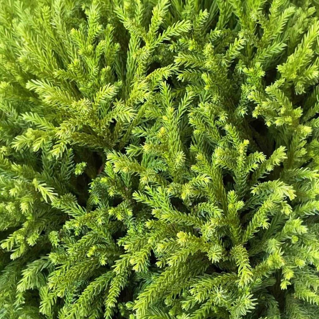 Gömb japánciprus (Cryptomeria japonica ‘globosa nana’)
