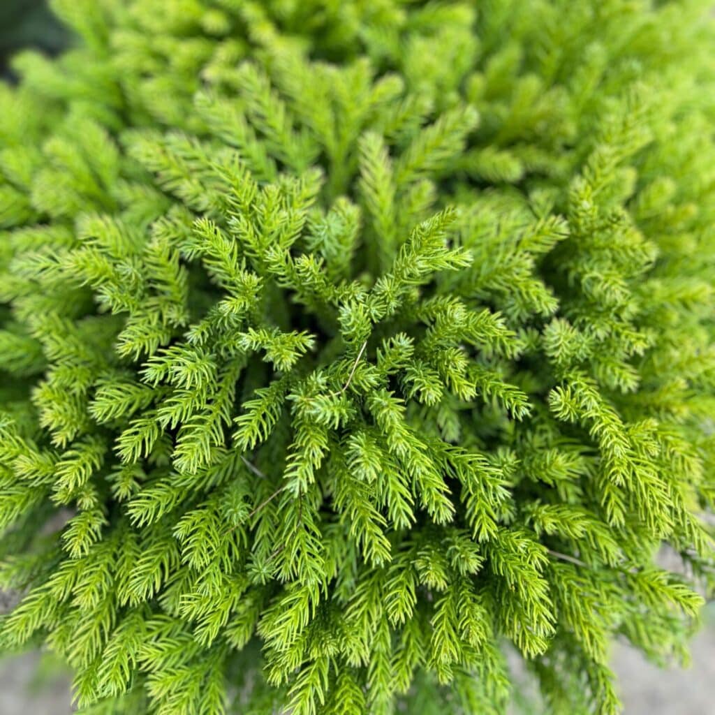 Gömb japánciprus (Cryptomeria japonica ‘globosa nana’)