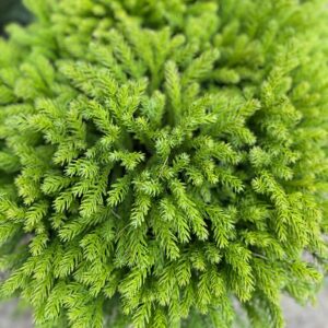 Gömb japánciprus (Cryptomeria japonica ‘globosa nana’)