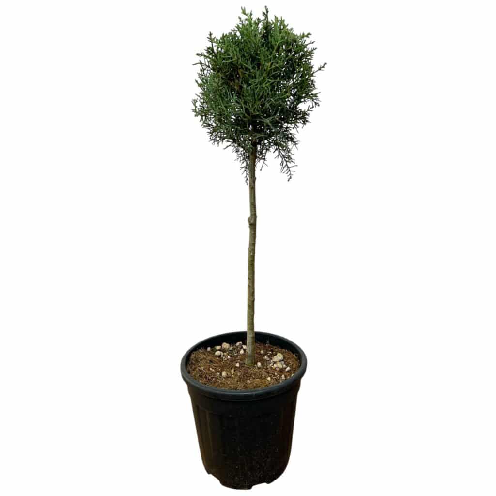 Karcsú arizónai ciprus (törzses) – CUPRESSUS ARIZONICA ‘FASTIGIATA’