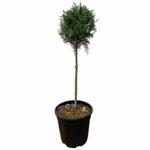 Karcsú arizónai ciprus (törzses) – CUPRESSUS ARIZONICA ‘FASTIGIATA’