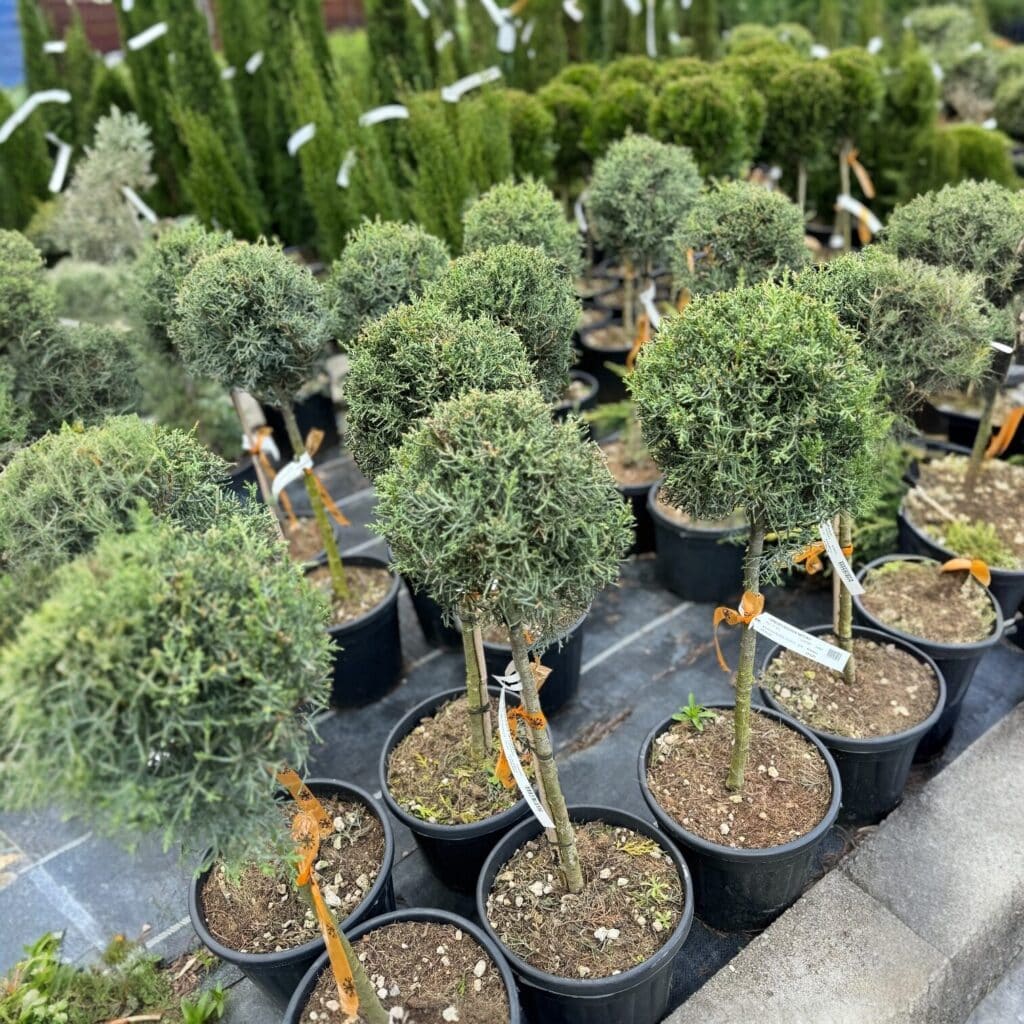 Karcsú arizónai ciprus (törzses) – CUPRESSUS ARIZONICA ‘FASTIGIATA’