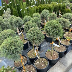 Karcsú arizónai ciprus (törzses) – CUPRESSUS ARIZONICA ‘FASTIGIATA’