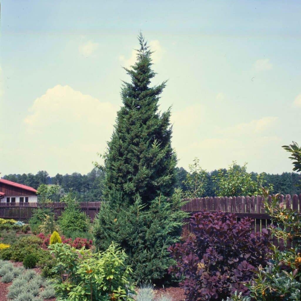 Karcsú arizónai ciprus (CUPRESSUS ARIZONICA ‘FASTIGIATA’)