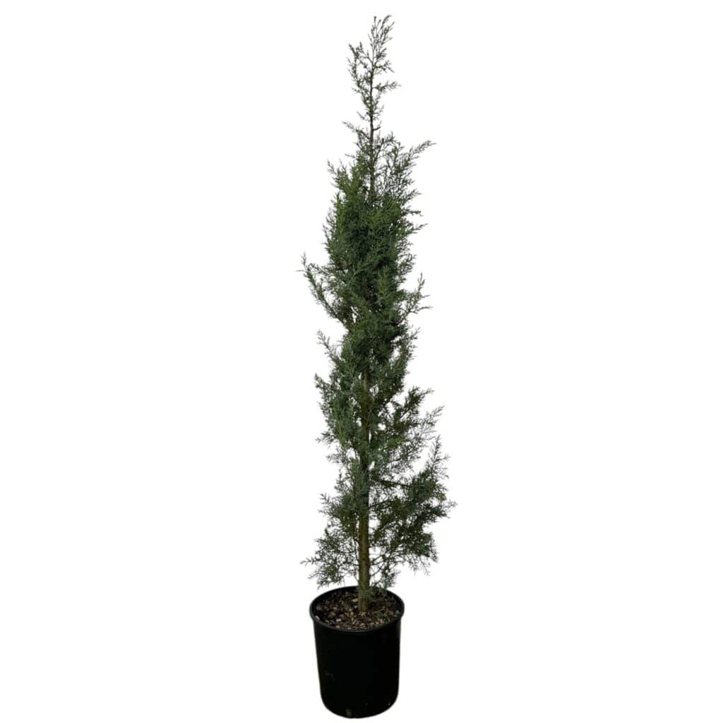 Karcsú arizónai ciprus (CUPRESSUS ARIZONICA ‘FASTIGIATA’)