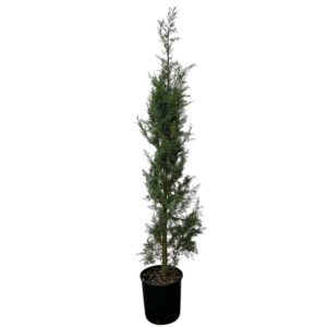 Karcsú arizónai ciprus (CUPRESSUS ARIZONICA ‘FASTIGIATA’)
