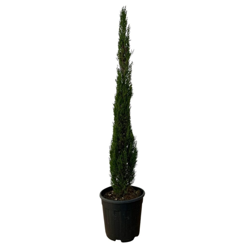 Oszlopos ciprus – CUPRESSUS SEMPERVIRENS ‘PYRAMIDALIS’