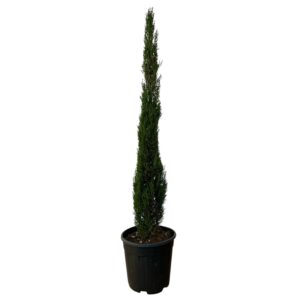 Oszlopos ciprus – CUPRESSUS SEMPERVIRENS ‘PYRAMIDALIS’