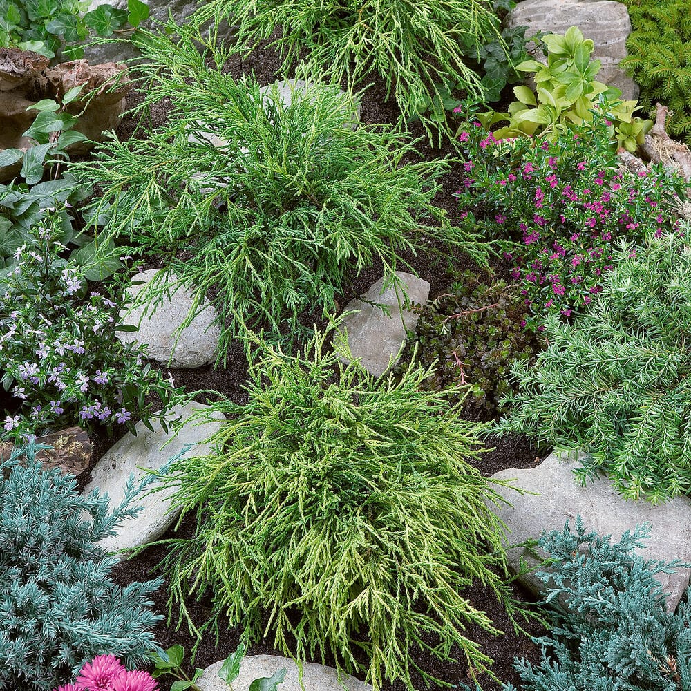 Arany hamisciprus (chamaecyparis pisifera ‘sungold’)