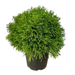 Gömb japánciprus (Cryptomeria japonica ‘globosa nana’)