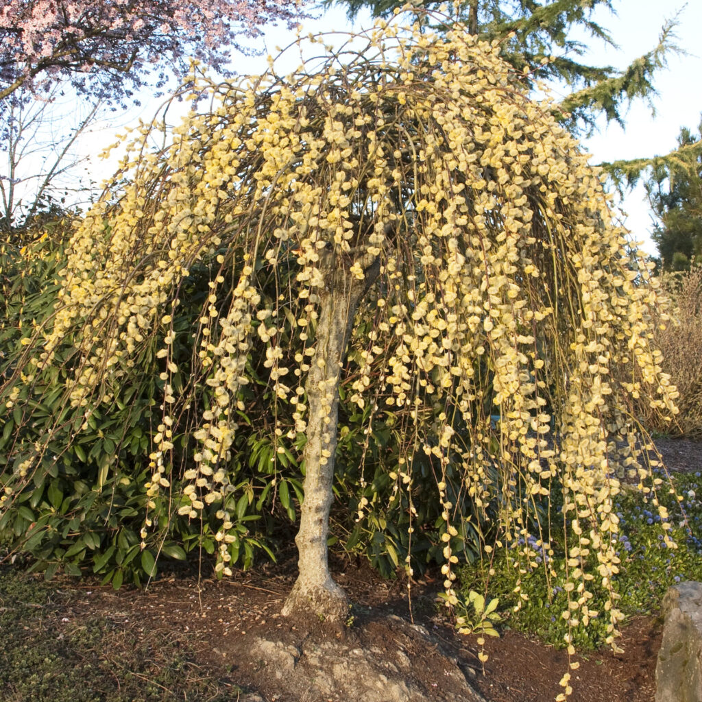 Csüngő barkafűz (Salix caprea ‘Kilmarnock’)
