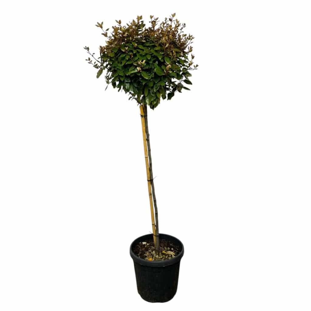Ezüstfa (törzses) – ELAEAGNUS EBBINGEI ‘COMPACTA’