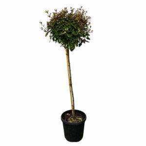 Ezüstfa (törzses) – ELAEAGNUS EBBINGEI ‘COMPACTA’