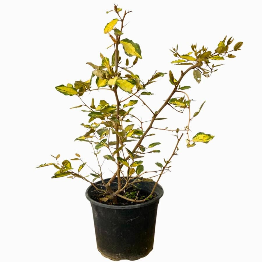 Tarka levelű ezüstfa (Elaeagnus pungens ‘Maculata’)