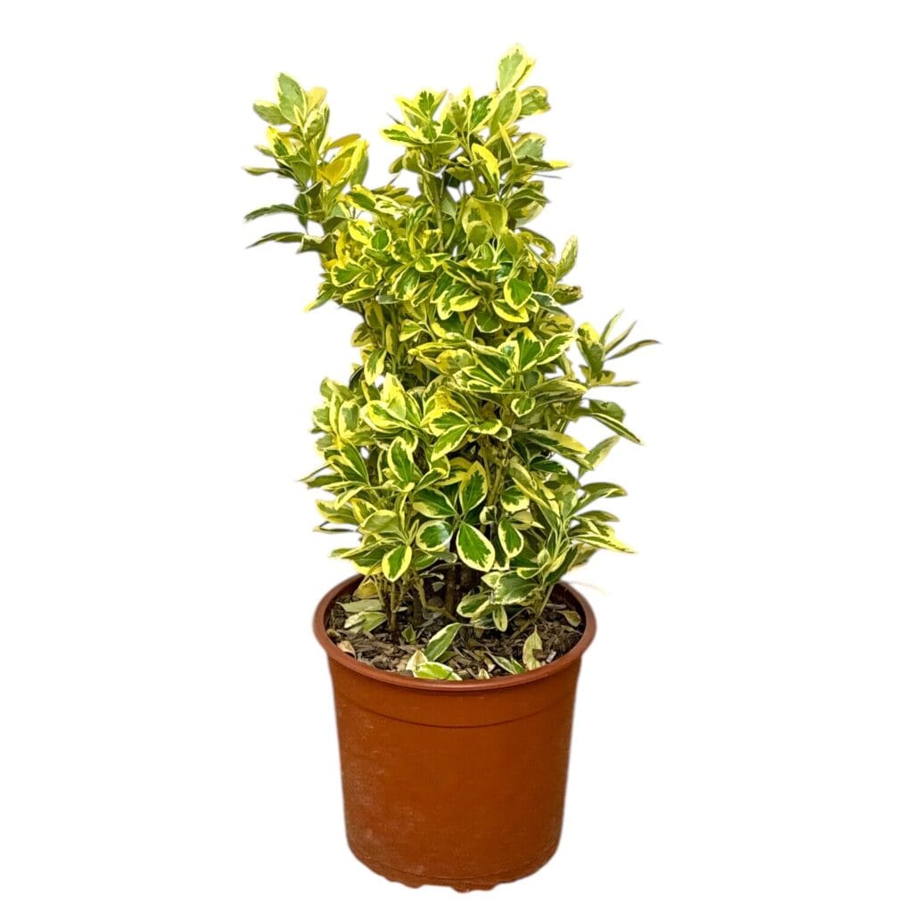 Tarka japán kecskerágó (euonymus japonicus ‘bravo’)