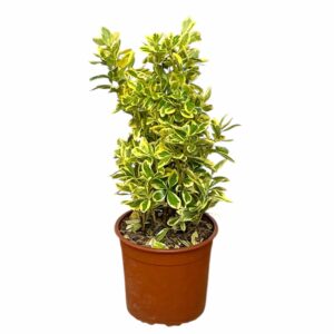Tarka japán kecskerágó (euonymus japonicus ‘bravo’)