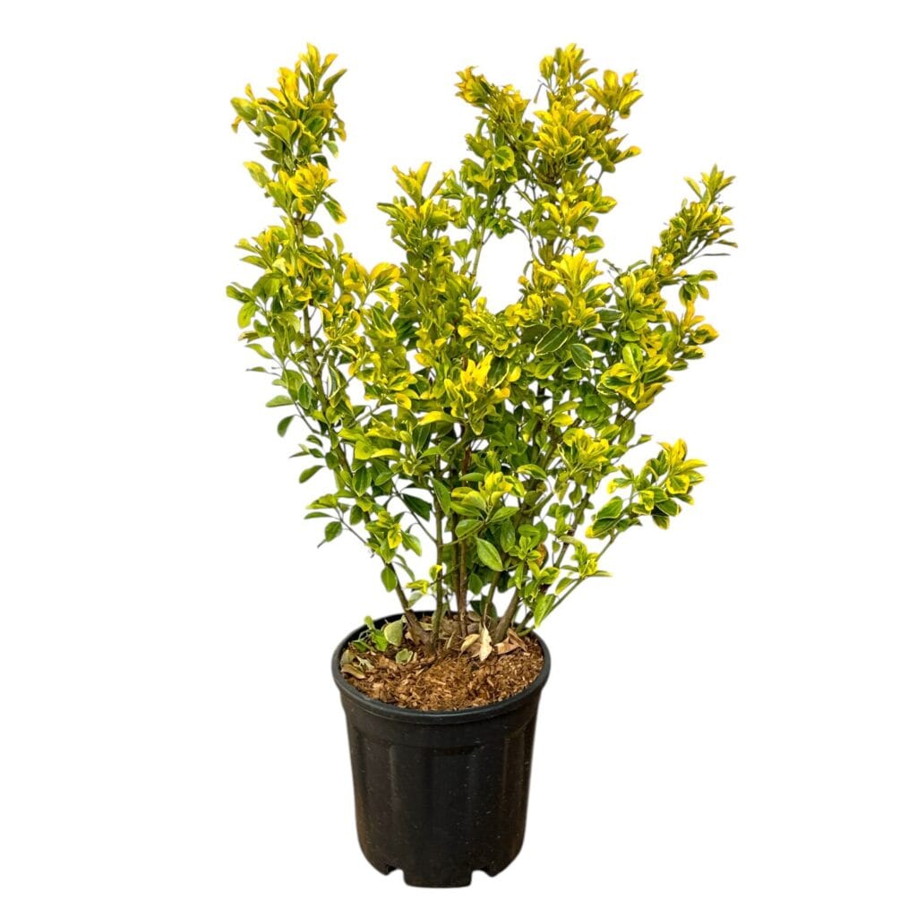 Aranytarka japán kecskerágó (Euonymus japonicus ‘Elegant Aureus’)