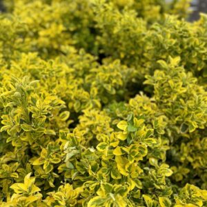Aranytarka japán kecskerágó (Euonymus japonicus ‘Elegant Aureus’)