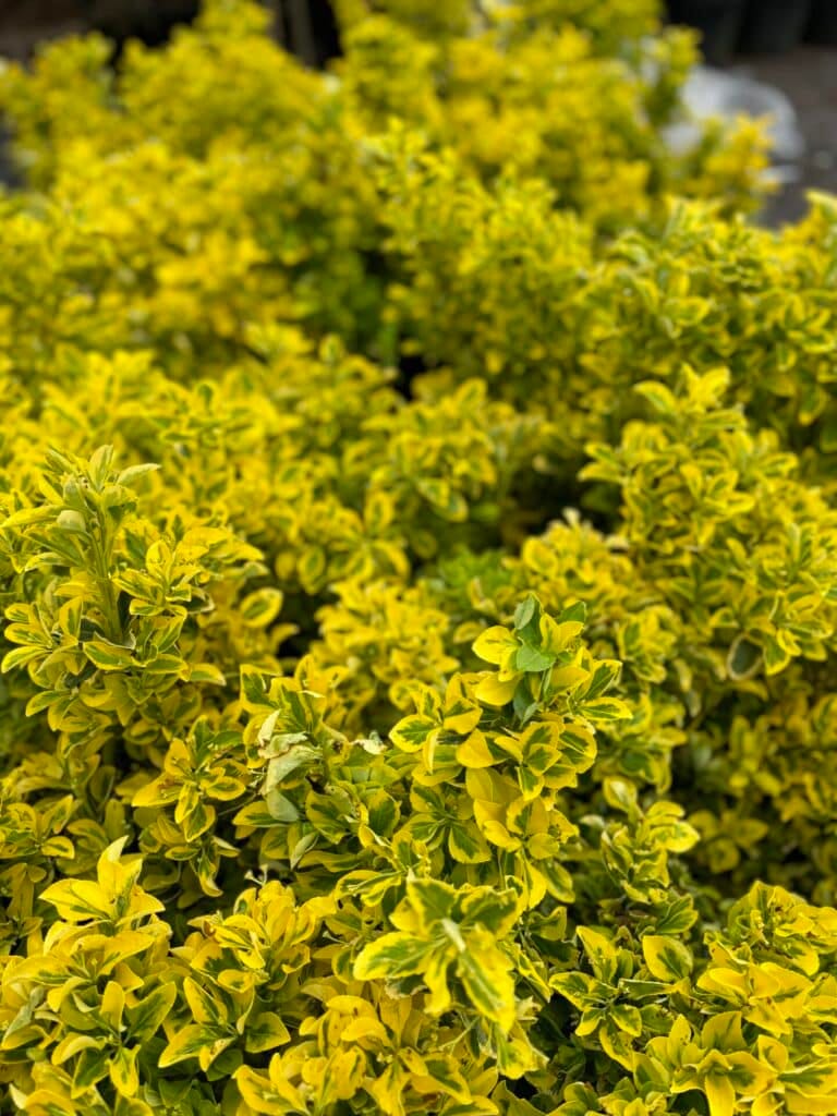 Aranytarka japán kecskerágó (Euonymus japonicus ‘Elegant Aureus’)