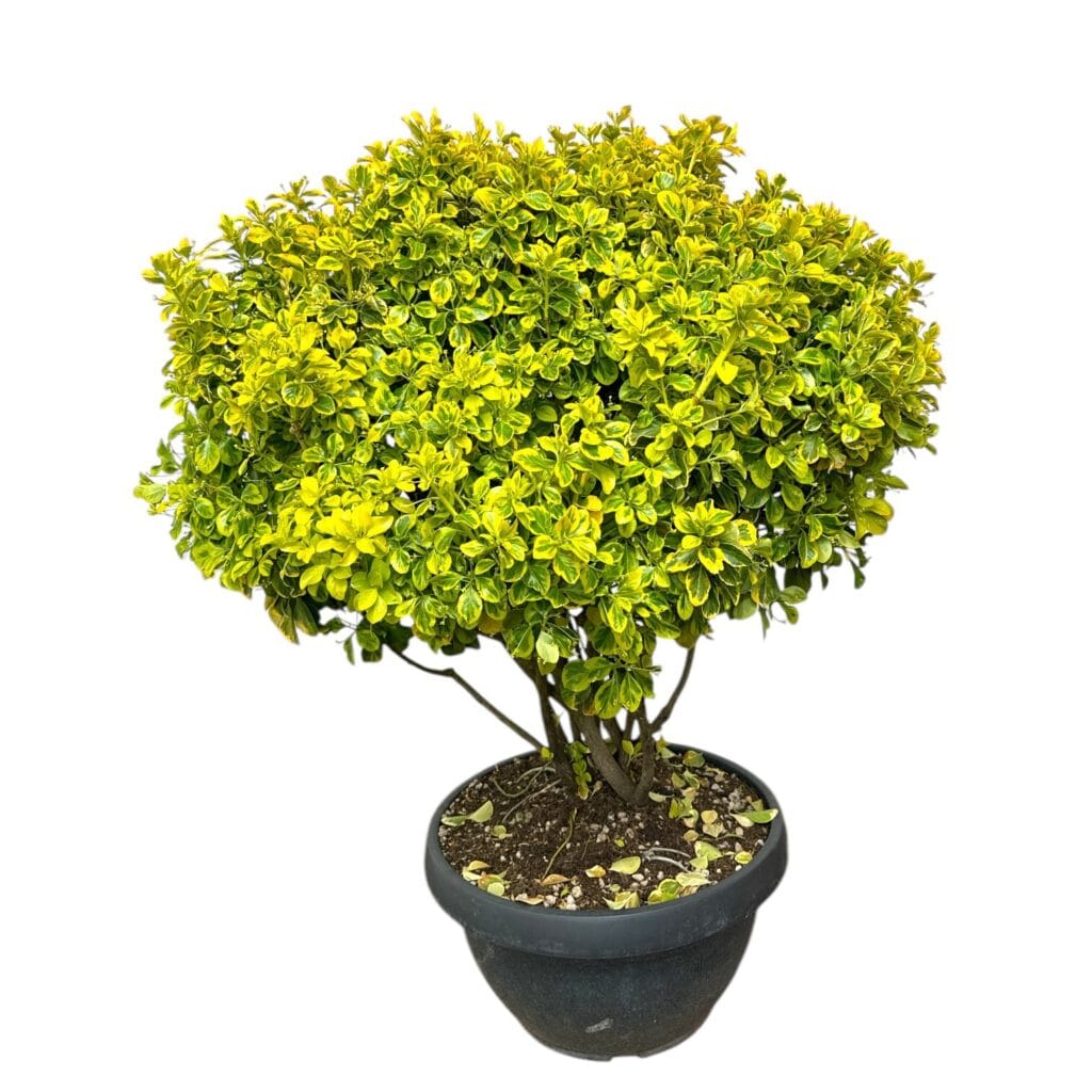Ernyős aranytarka japán kecskerágó (Euonymus japonicus ‘Elegant Aureus’)