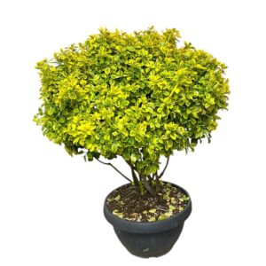 Ernyős aranytarka japán kecskerágó (Euonymus japonicus ‘Elegant Aureus’)