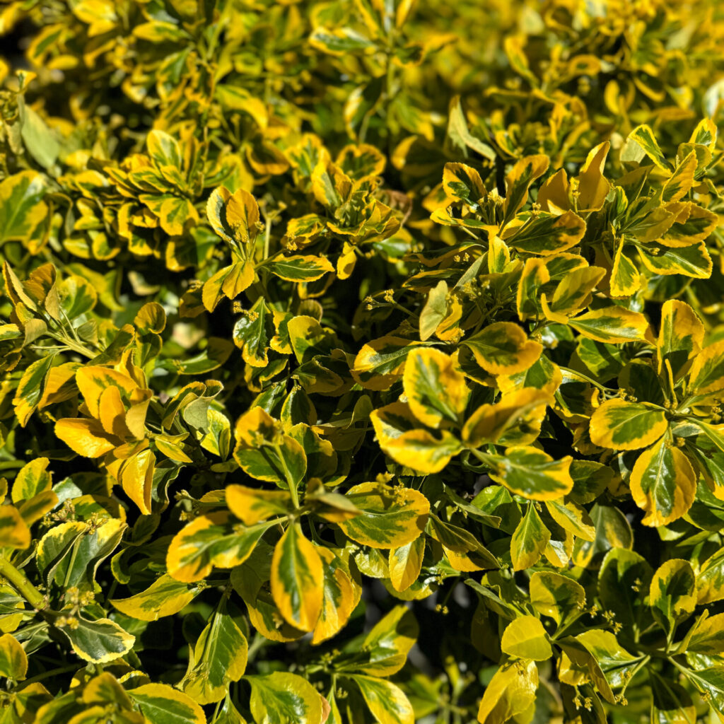 Ernyős aranytarka japán kecskerágó (Euonymus japonicus ‘Elegant Aureus’)
