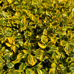 Ernyős aranytarka japán kecskerágó (Euonymus japonicus ‘Elegant Aureus’)