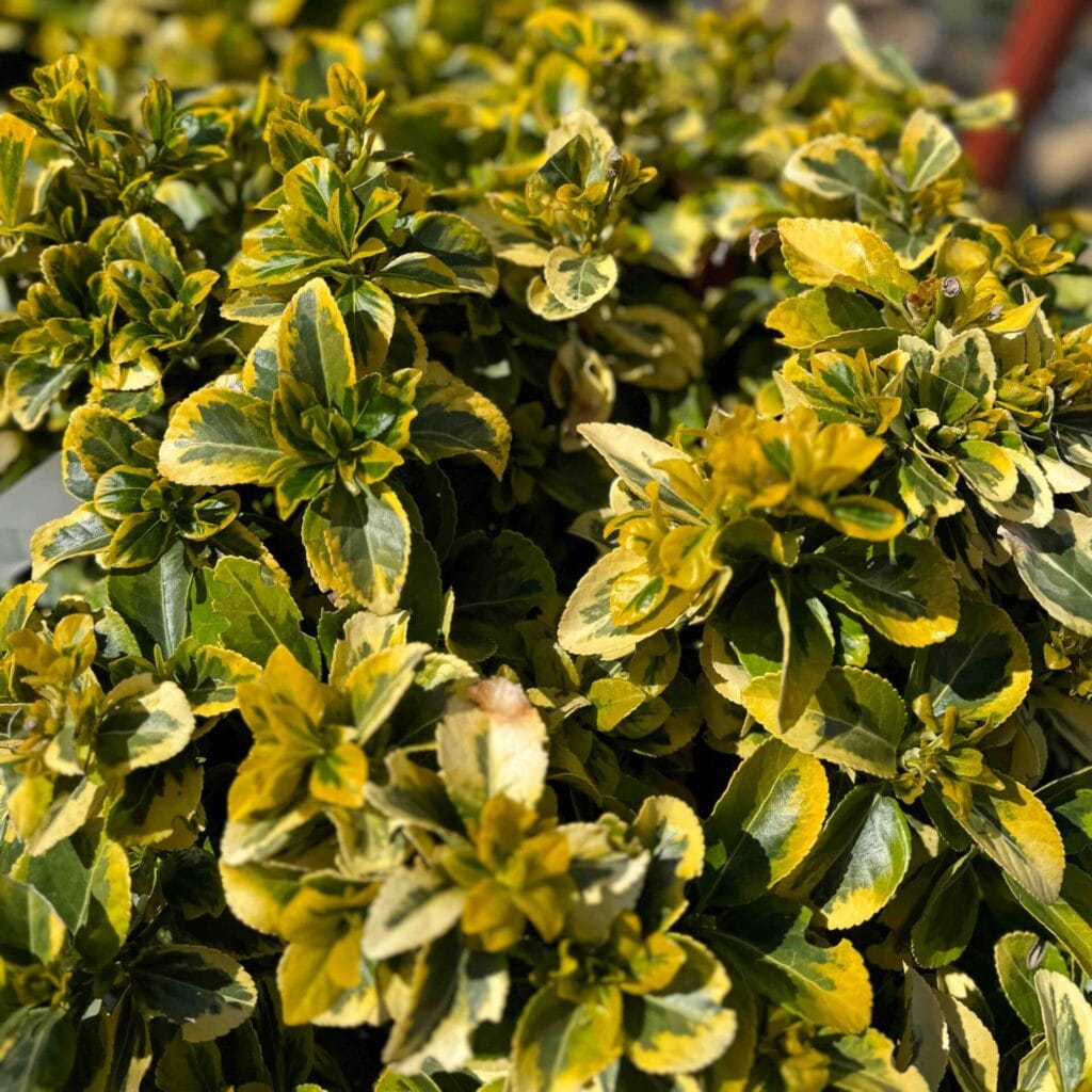 Gömb aranytarka japán kecskerágó (Euonymus japonicus ‘Elegant Aureus’)