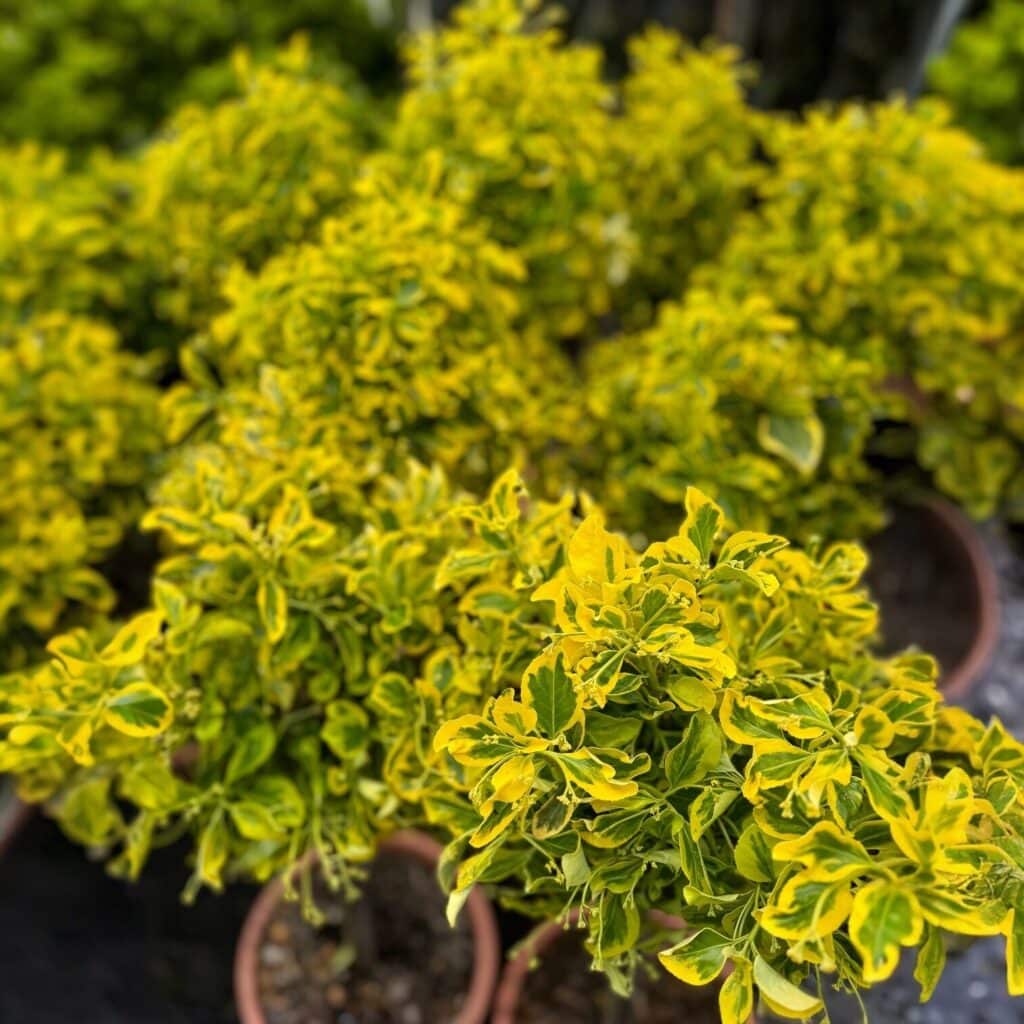 Törzses tarka japán kecskerágó (Euonymus japonicus ‘Elegant Aureus’)