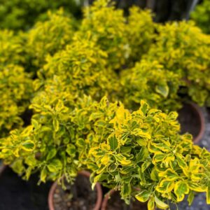 Törzses tarka japán kecskerágó (Euonymus japonicus ‘Elegant Aureus’)