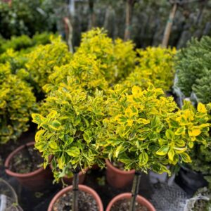 Törzses tarka japán kecskerágó (Euonymus japonicus ‘Elegant Aureus’)