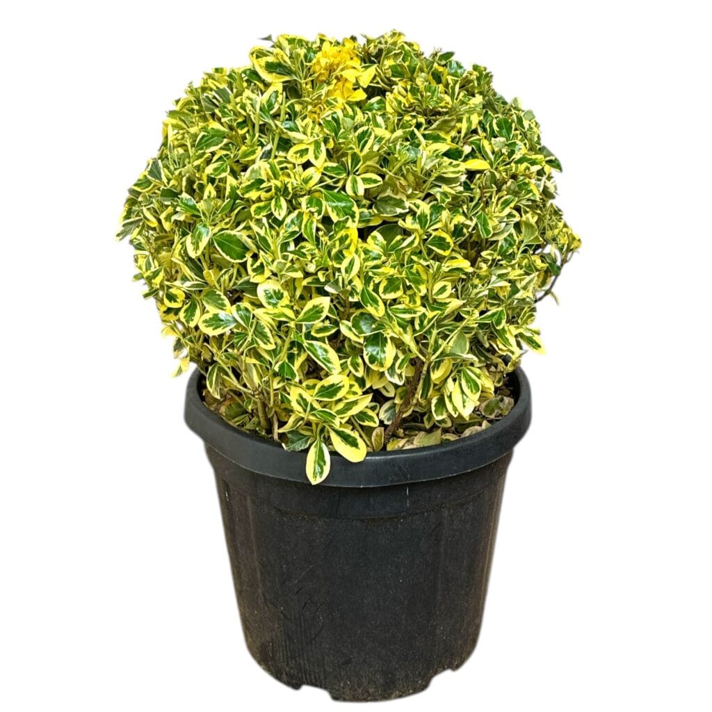 Tarka japán kecskerágó (gömb) (Euonymus japonicus ‘bravo’)