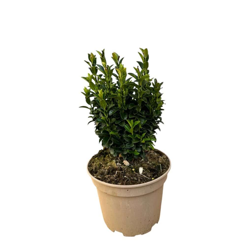 Oszlopos japán kecskerágó (Euonymus japonicus ‘green spire’)