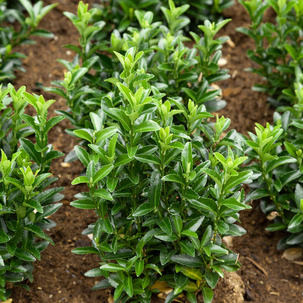 Oszlopos japán kecskerágó (Euonymus japonicus ‘green spire’)