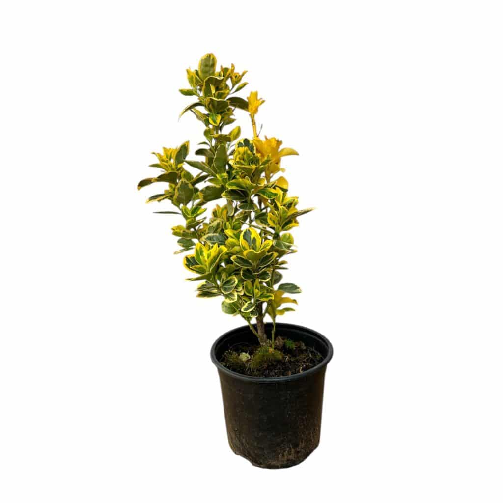 Tarka japán kecskerágó (Euonymus japonicus ‘marieke’)