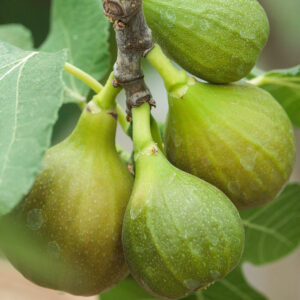 Közönséges fügefa (ficus carica sp.)